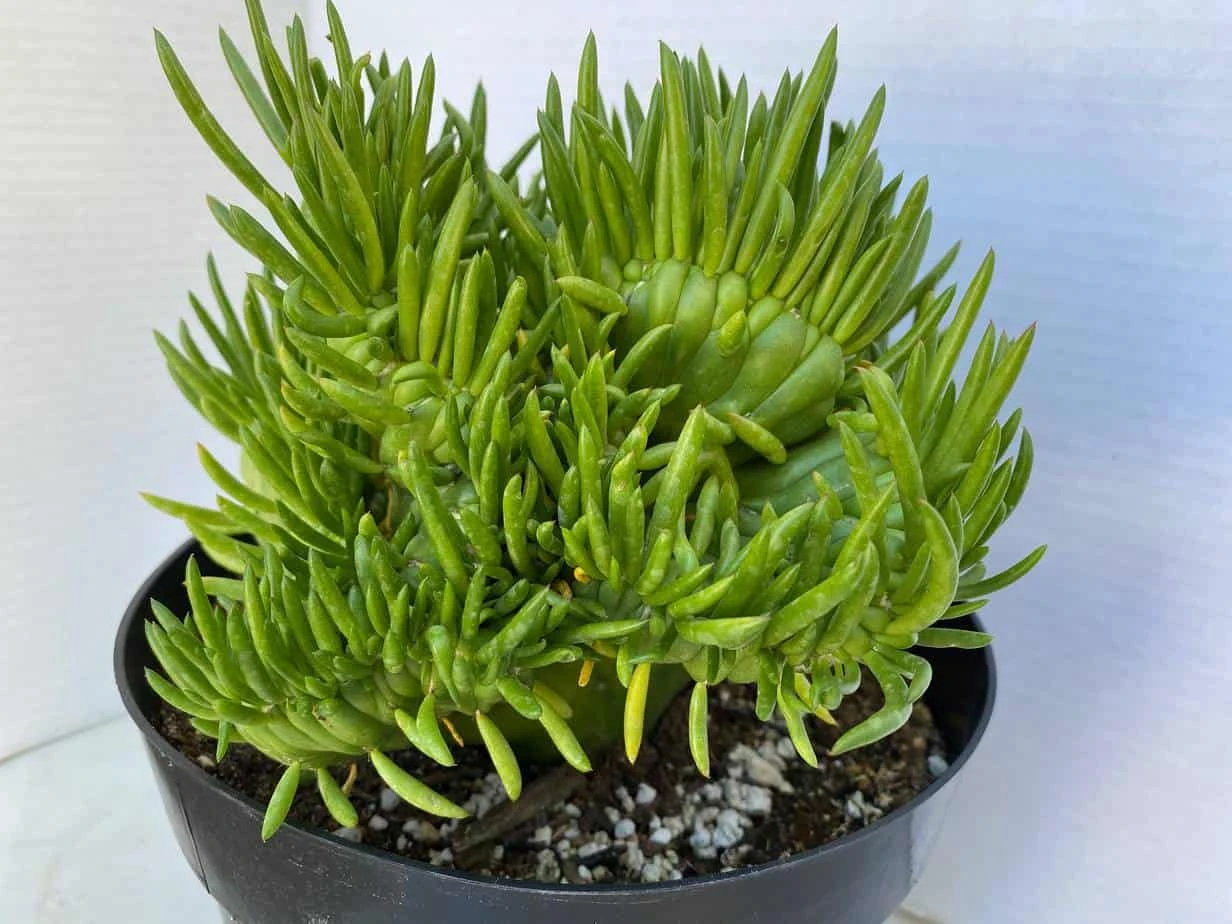 Mature Cactus Plant Eve's Needle Crest. Crested Form With Undulating Green Fans. Green And Yellow "soft" Needles.