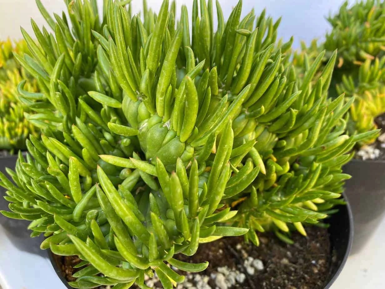 Mature Cactus Plant Eve's Needle Crest. Crested Form With Undulating Green Fans. Green And Yellow "soft" Needles. - Image 2