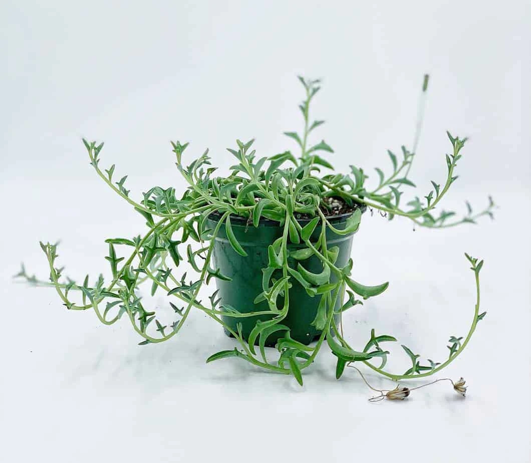 String Of Dolphins! Curio X Peregrinus / Dolphin Necklace, Flying Dolphins / Dolphin Plant / Senecio Hippogriff / String Of Dolphins Plant - Image 3