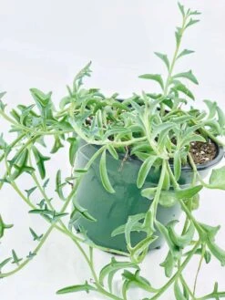 String Of Dolphins! Curio X Peregrinus / Dolphin Necklace, Flying Dolphins / Dolphin Plant / Senecio Hippogriff / String Of Dolphins Plant