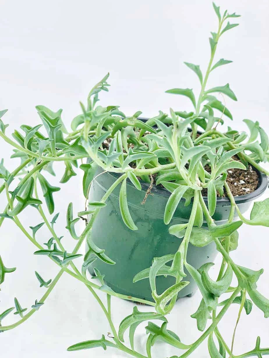 String Of Dolphins! Curio X Peregrinus / Dolphin Necklace, Flying Dolphins / Dolphin Plant / Senecio Hippogriff / String Of Dolphins Plant