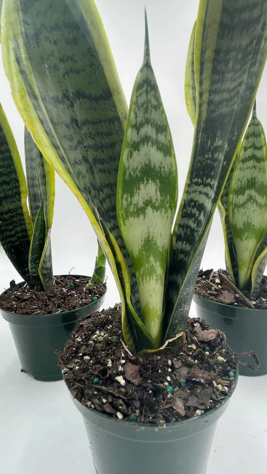 Variegated Snake Plant, Cow's Tongue, Lengua De Vaca, St George's Sword, Mother-in-law's Tongue, Viper's Bowstring Hemp Dracaena Trifasciata - Image 4