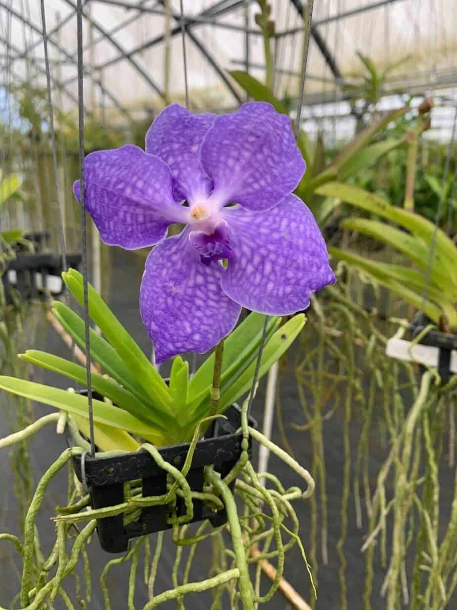 Vanda Flower Plant From Hawaii Exotic Blue/Purple/Pink/Red Flower - Image 2