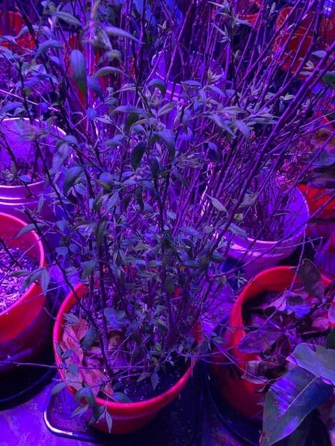 TOKA Plum Seedling - Image 2