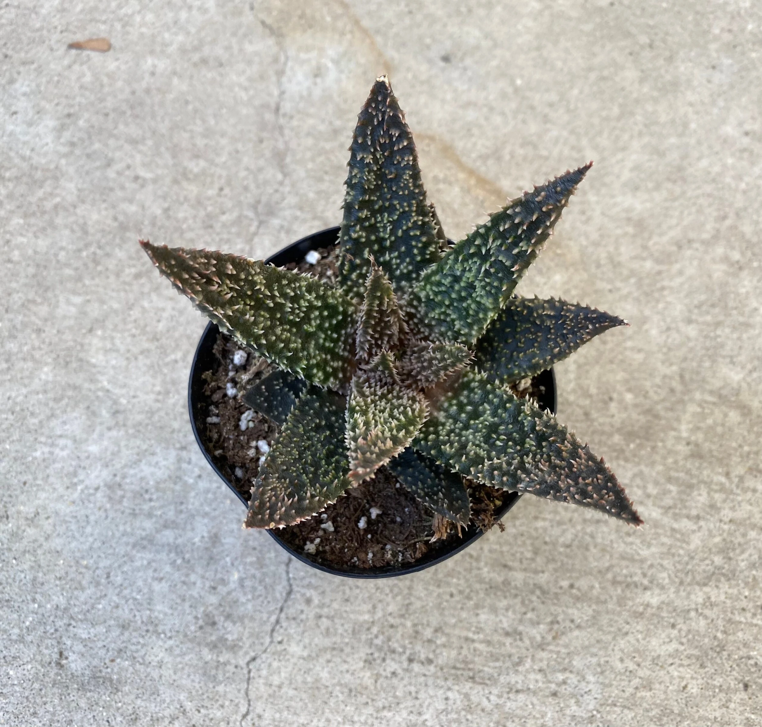 Medium Succulent Plant - Star Aloe 'Tarantula' Hybrid. An Extremely Rare And Very Limited Aloe. - Image 2