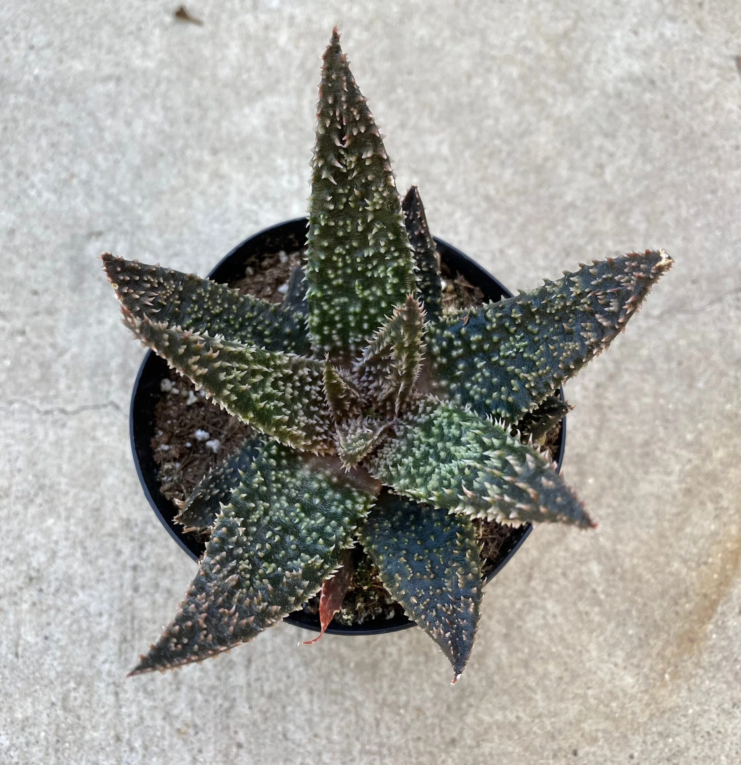 Medium Succulent Plant - Star Aloe 'Tarantula' Hybrid. An Extremely Rare And Very Limited Aloe.