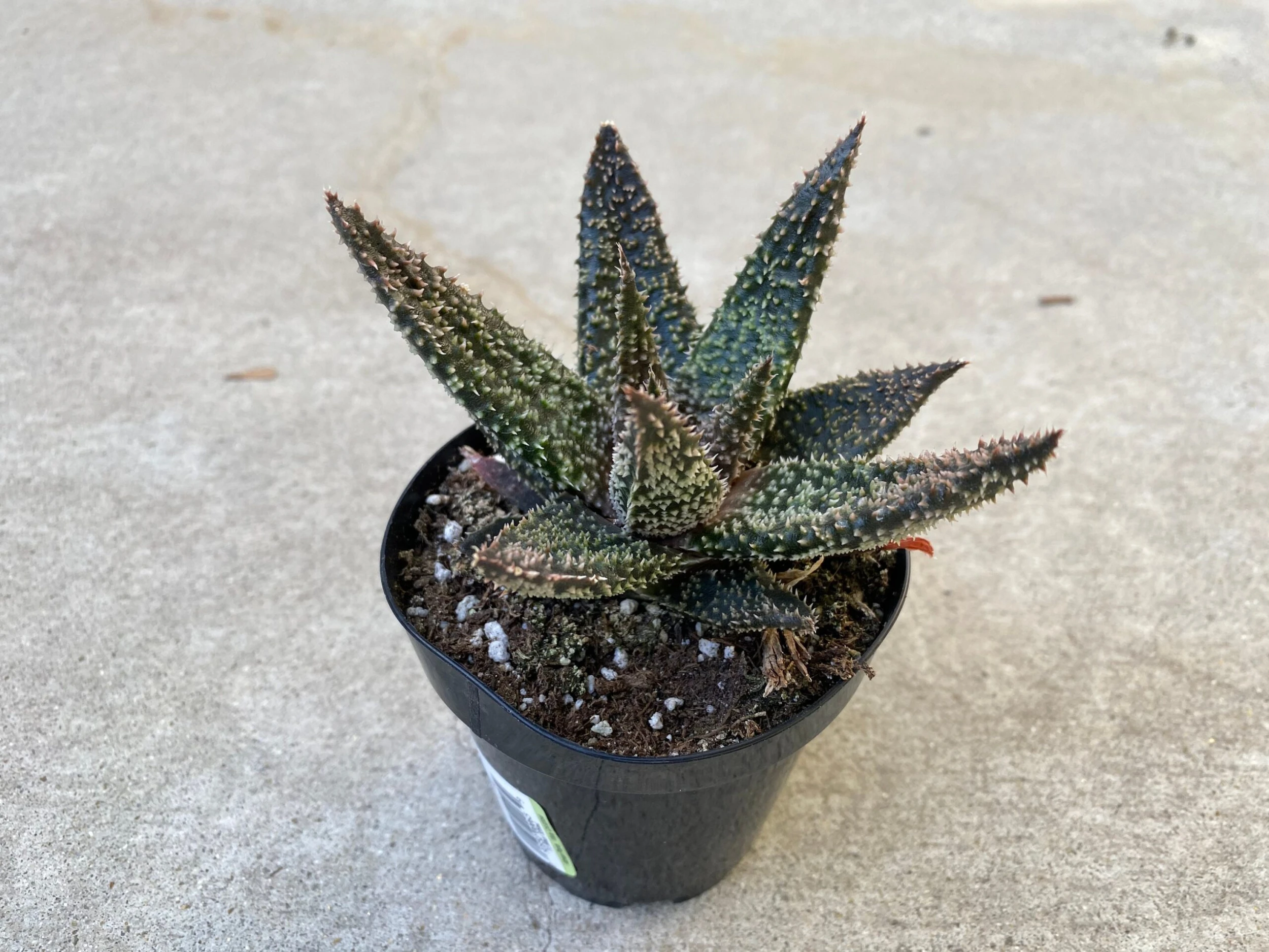 Medium Succulent Plant - Star Aloe 'Tarantula' Hybrid. An Extremely Rare And Very Limited Aloe. - Image 5