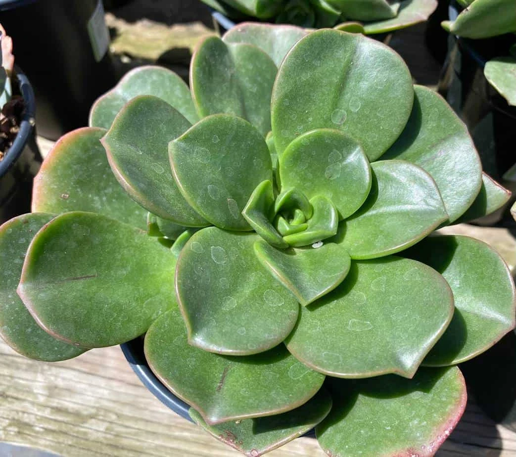 Large Succulent Plant Aeonium 'Lily Pad' Hybrid. A Beautiful Hybrid. - Image 5