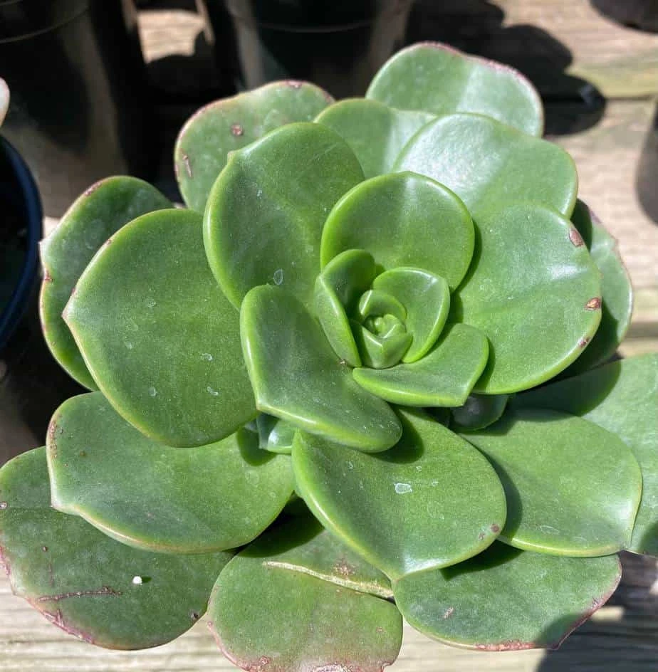 Large Succulent Plant Aeonium 'Lily Pad' Hybrid. A Beautiful Hybrid. - Image 2