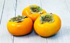 FUYU Persimmon Seedlings - Large Size