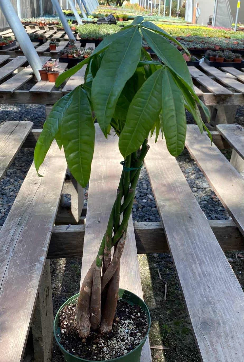 Mature Bonsai Money Tree | A Unique, Braided, Good Luck Plant