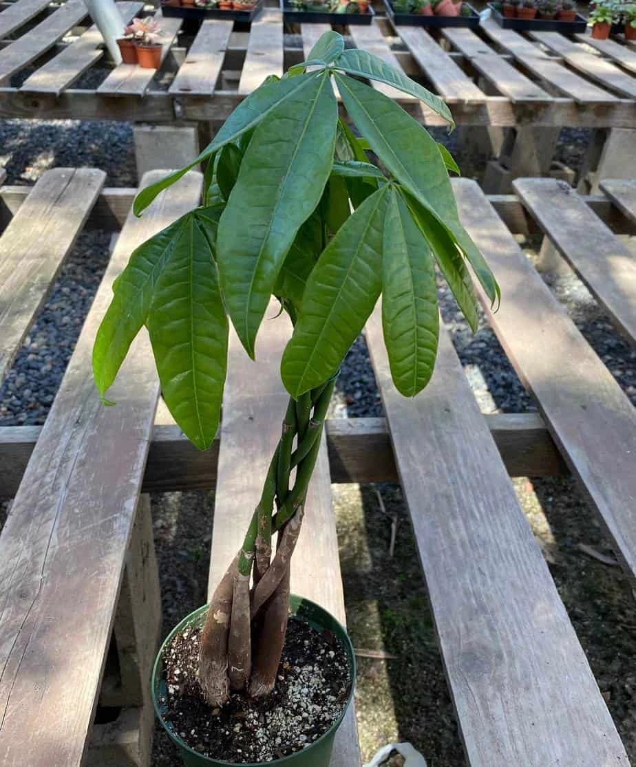 Mature Bonsai Money Tree | A Unique, Braided, Good Luck Plant - Image 2