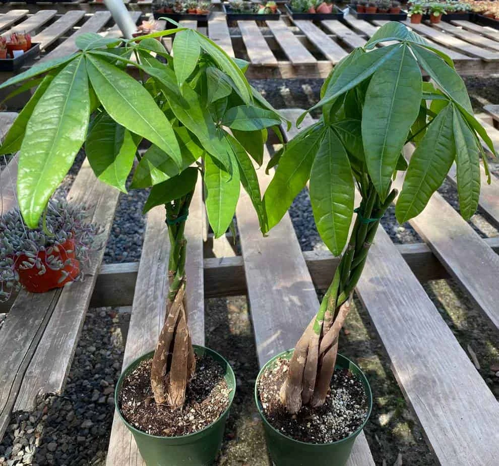 Mature Bonsai Money Tree | A Unique, Braided, Good Luck Plant - Image 4
