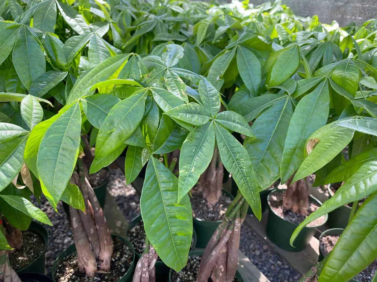 Mature Bonsai Money Tree | A Unique, Braided, Good Luck Plant - Image 6