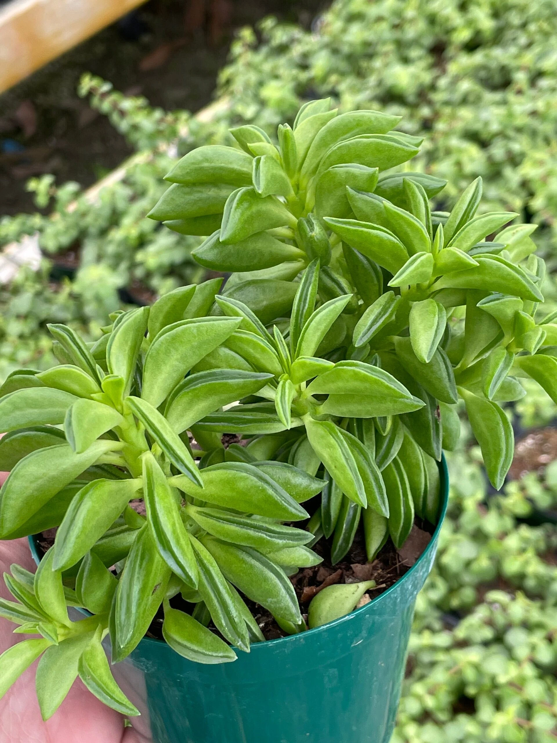 Taco Plant / Peperomia Axillaris / Happy Bean / Peperomia Ferreyrae Yunck / Philodendron Selloum, Horsehead Philodendron, Tree Philodendron - Image 2