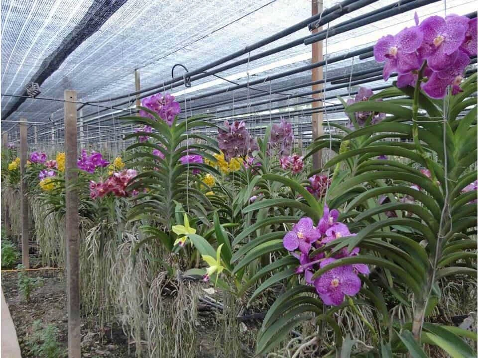 Vanda Flower Plant From Hawaii Exotic Blue/Purple/Pink/Red Flower - Image 3