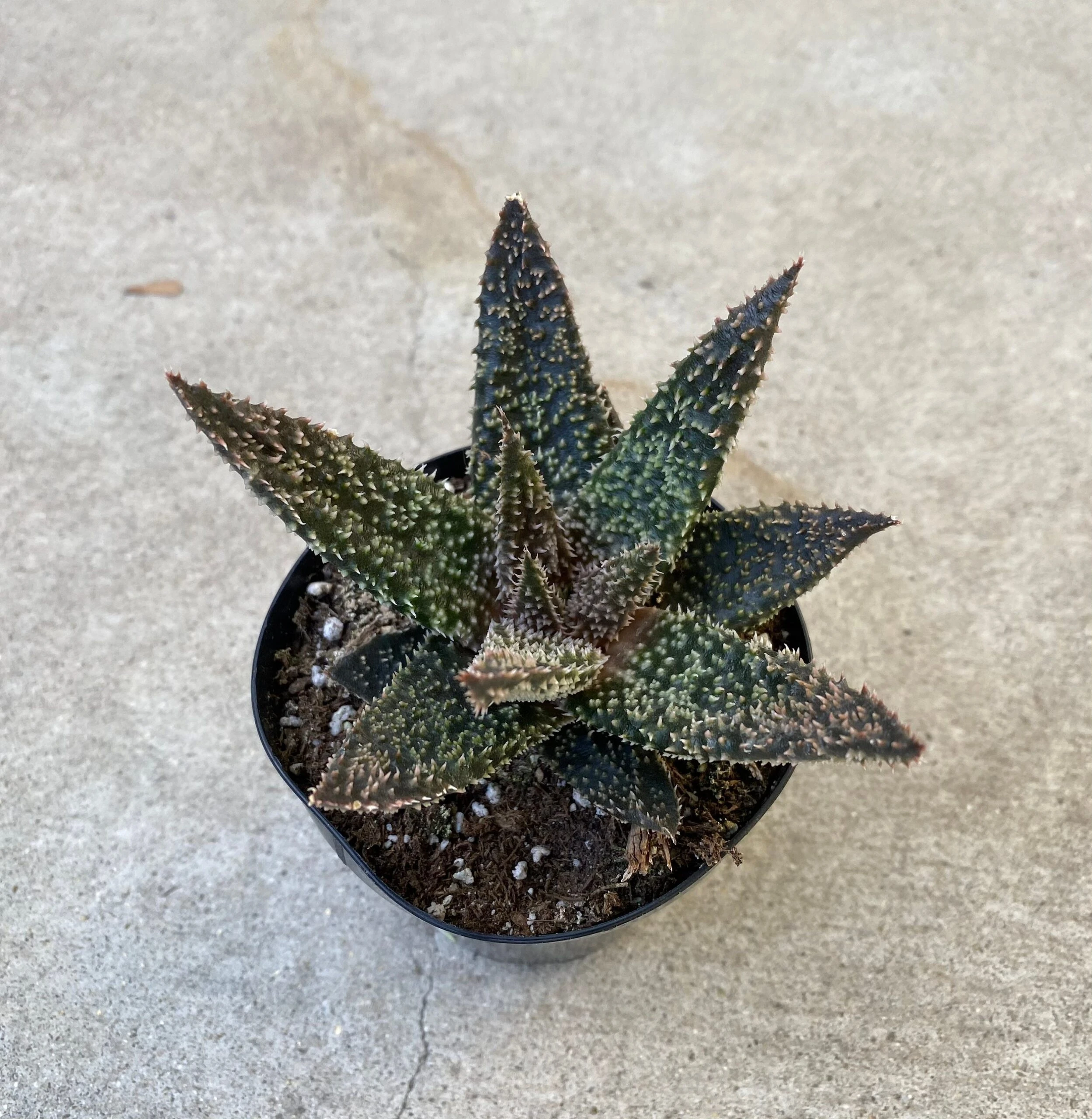 Medium Succulent Plant - Star Aloe 'Tarantula' Hybrid. An Extremely Rare And Very Limited Aloe. - Image 3
