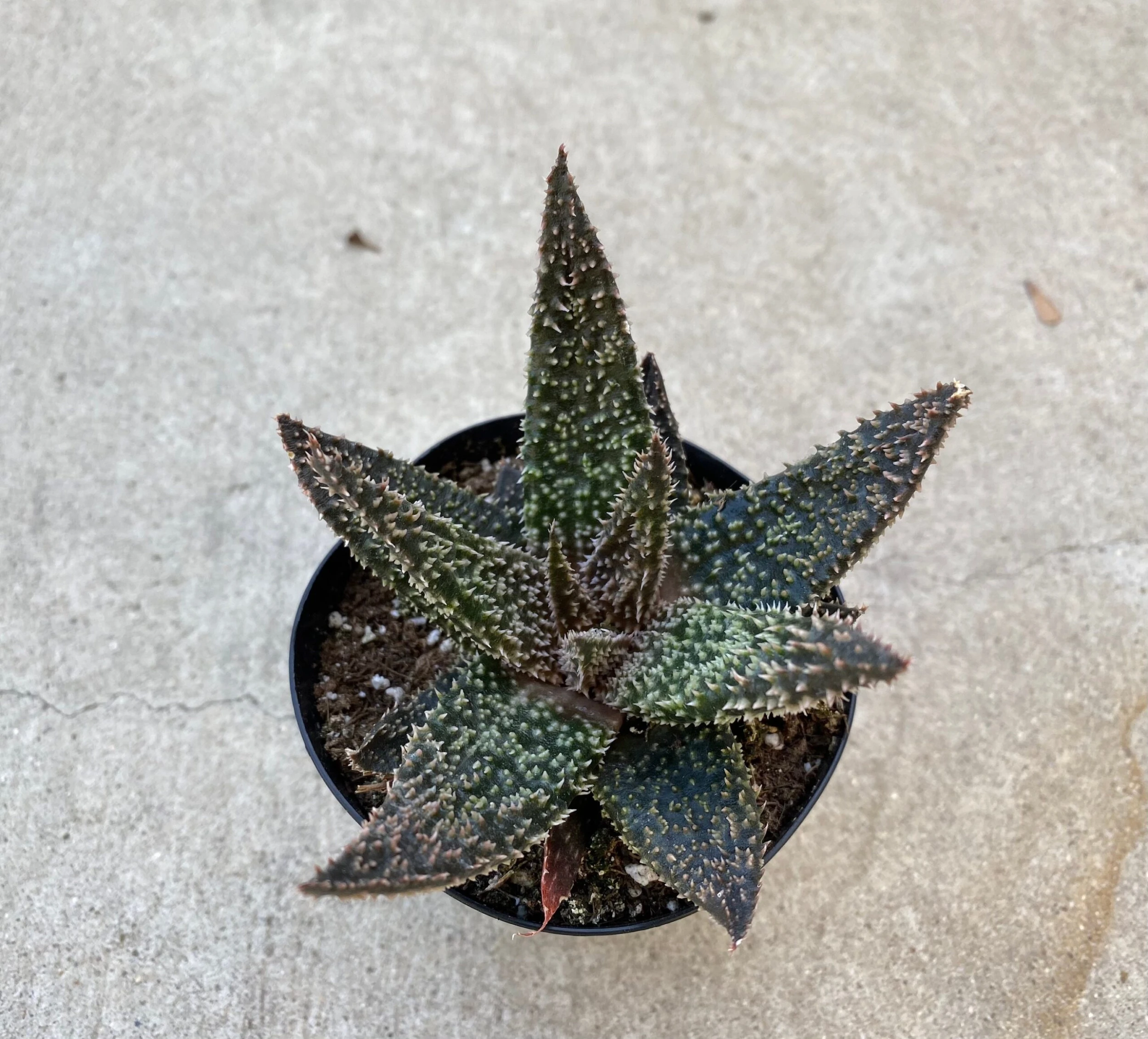 Medium Succulent Plant - Star Aloe 'Tarantula' Hybrid. An Extremely Rare And Very Limited Aloe. - Image 4