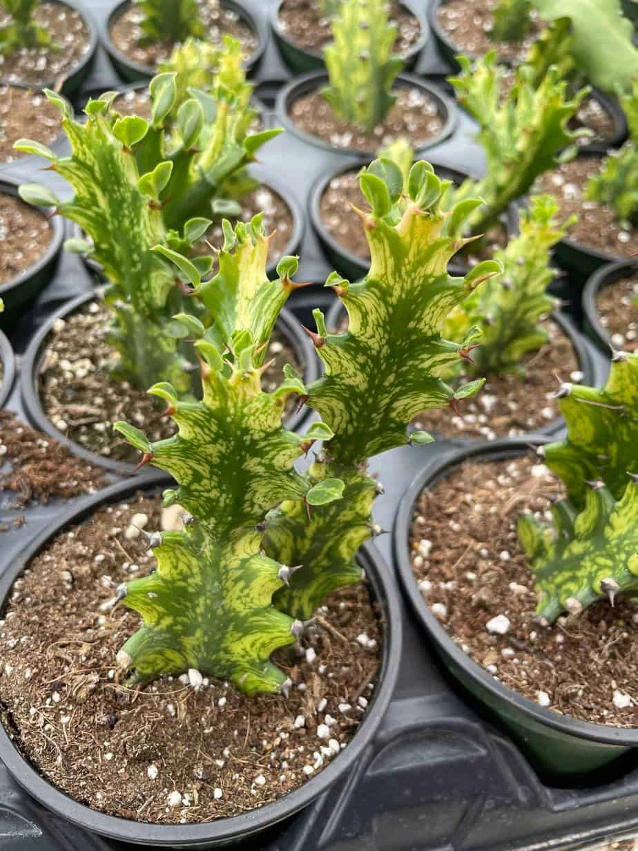 Variegated Euphorbia Trigona, 4 Inch Pot Tricolor African Milktree, Varigated 1 Stem Per Pot - Image 8