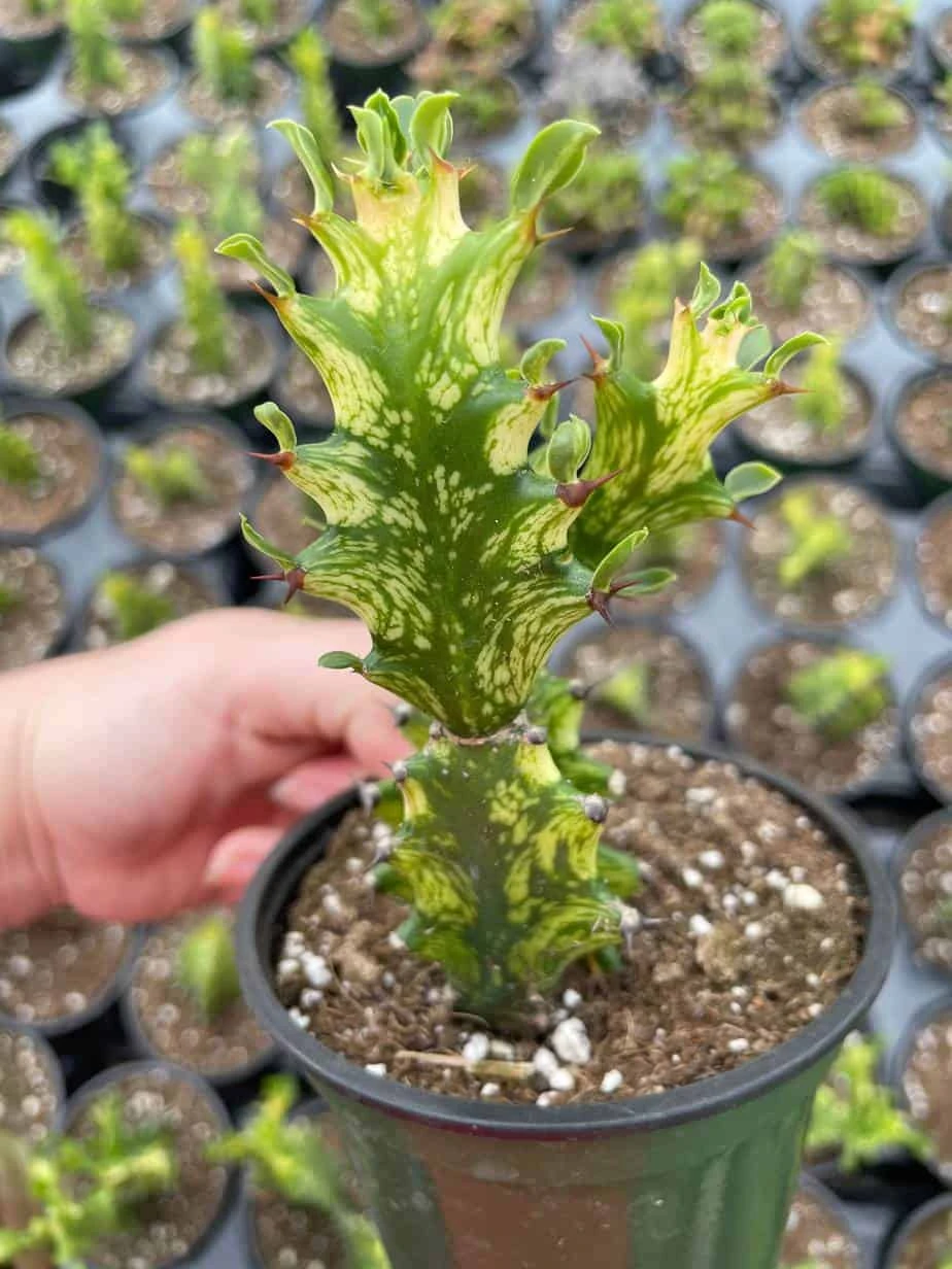 Variegated Euphorbia Trigona, 4 Inch Pot Tricolor African Milktree, Varigated 1 Stem Per Pot - Image 5