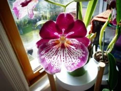 Charming MILTONIOPSIS BREATHLESS 'FLORENCE' Orchid Blooming Size Plant From Hawaii