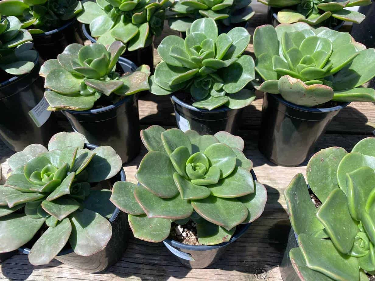 Large Succulent Plant Aeonium 'Lily Pad' Hybrid. A Beautiful Hybrid. - Image 4