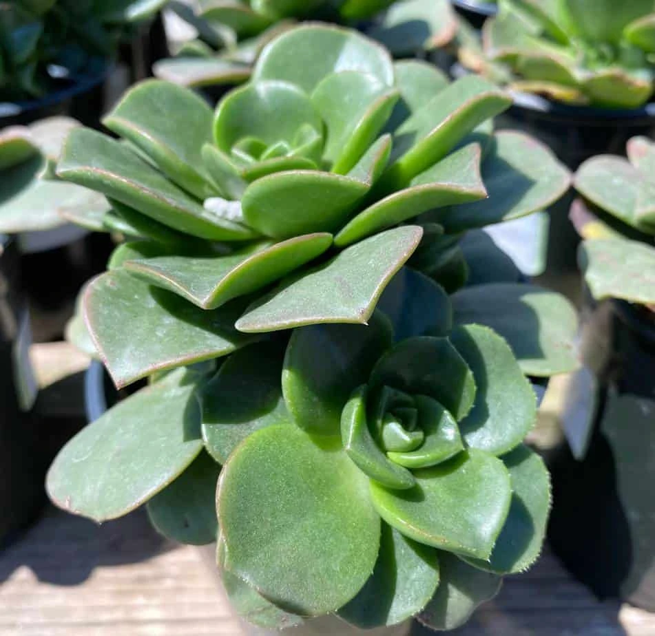 Large Succulent Plant Aeonium 'Lily Pad' Hybrid. A Beautiful Hybrid. - Image 3