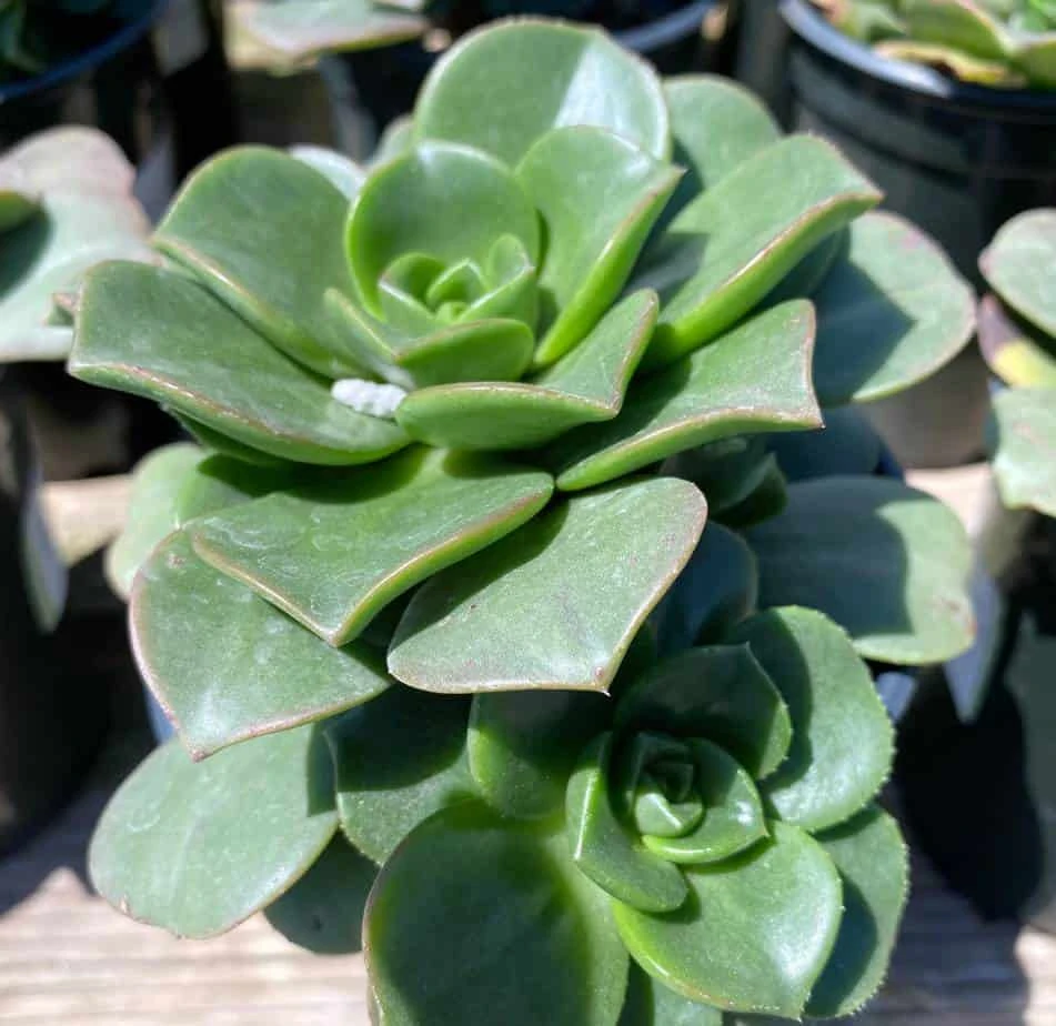 Large Succulent Plant Aeonium 'Lily Pad' Hybrid. A Beautiful Hybrid. - Image 6