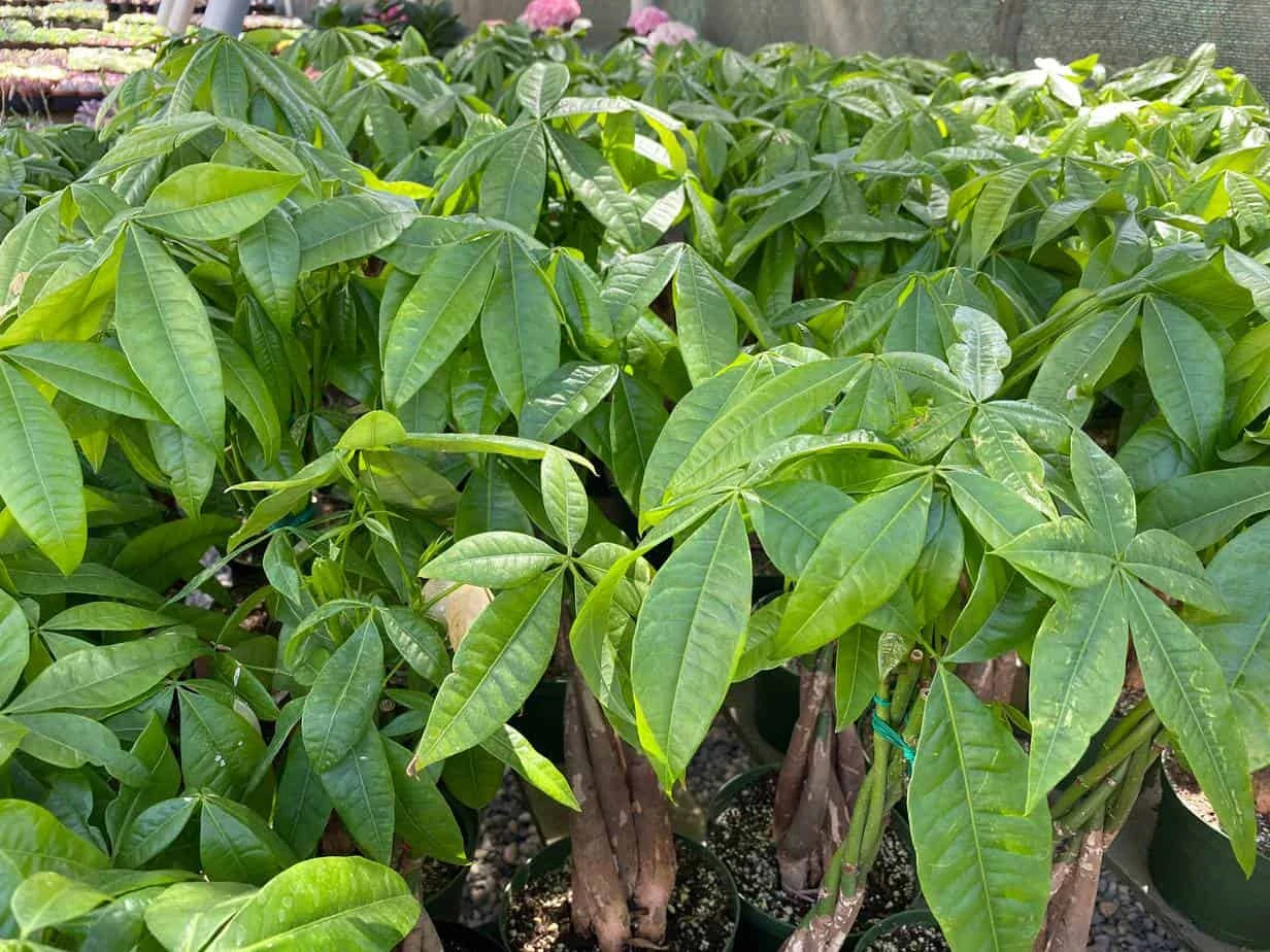 Mature Bonsai Money Tree | A Unique, Braided, Good Luck Plant - Image 5