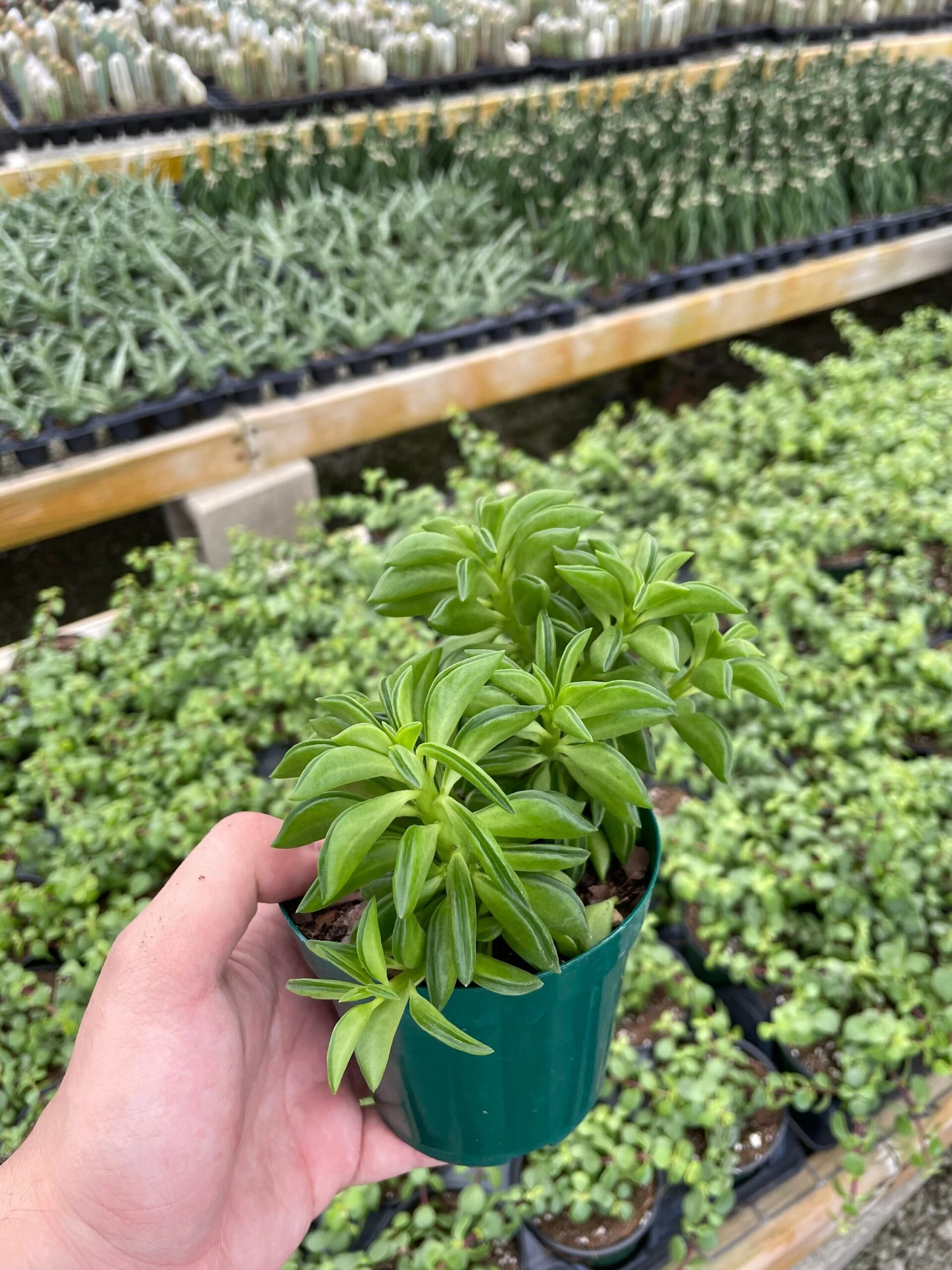 Taco Plant / Peperomia Axillaris / Happy Bean / Peperomia Ferreyrae Yunck / Philodendron Selloum, Horsehead Philodendron, Tree Philodendron - Image 3