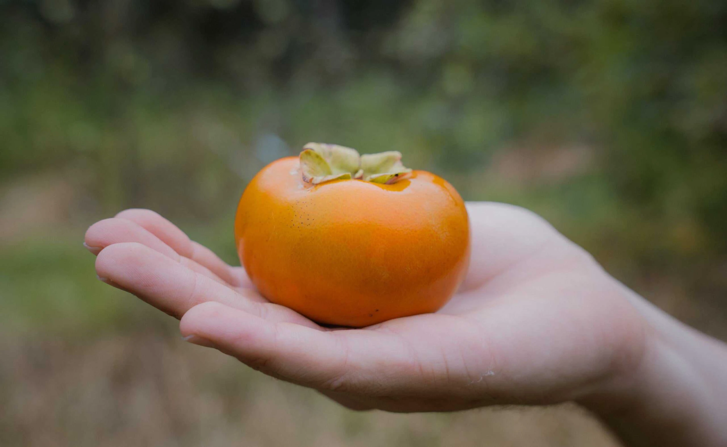 Jiro Persimmon Seedling - Image 2