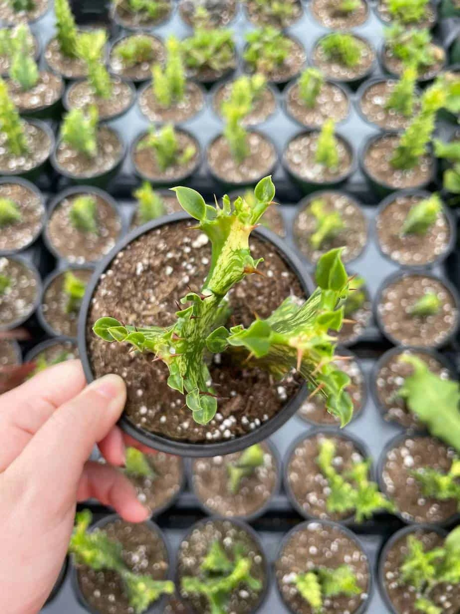 Variegated Euphorbia Trigona, 4 Inch Pot Tricolor African Milktree, Varigated 1 Stem Per Pot - Image 9