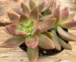 Medium Succulent Plant | Graptosedum California Sunset | Coloring Is Like A Perfect West Coast Sunset