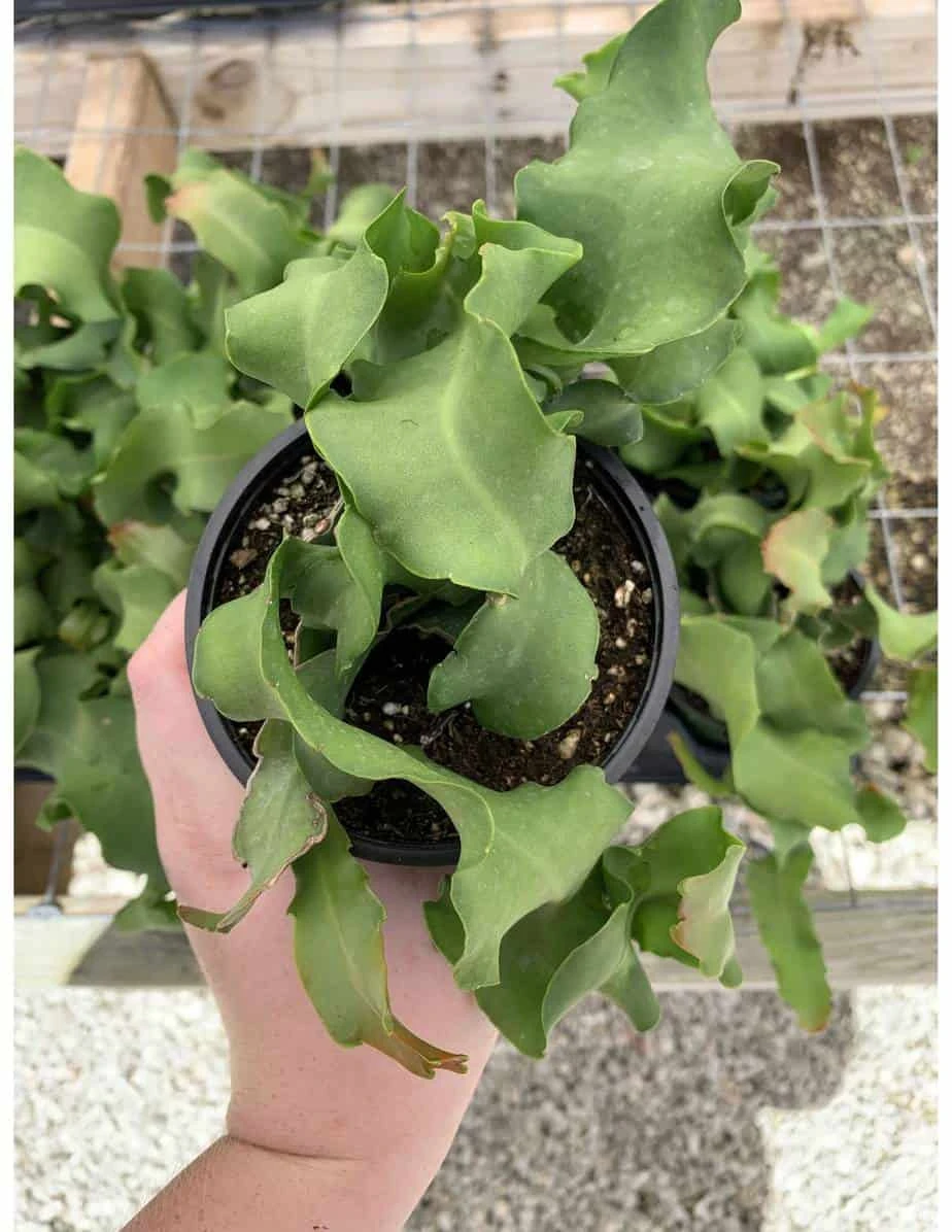 Curly Sue Big In 4 Inch Pot, Epiphyllium Guatemalensis Mostrouse, Curly Locks Orchid Cactus, Pink Flower Cactus, Grows Large - Image 5