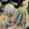 Mature Cactus Plant Blue Candle Cactus