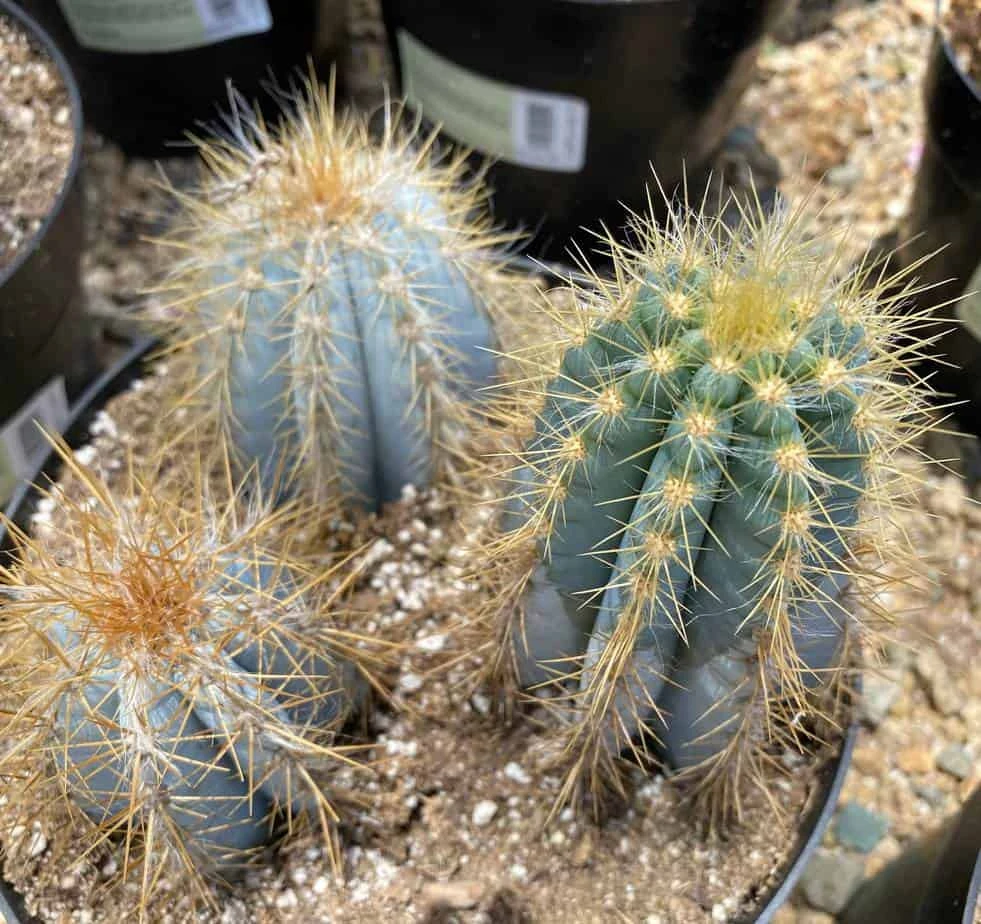 Mature Cactus Plant Blue Candle Cactus