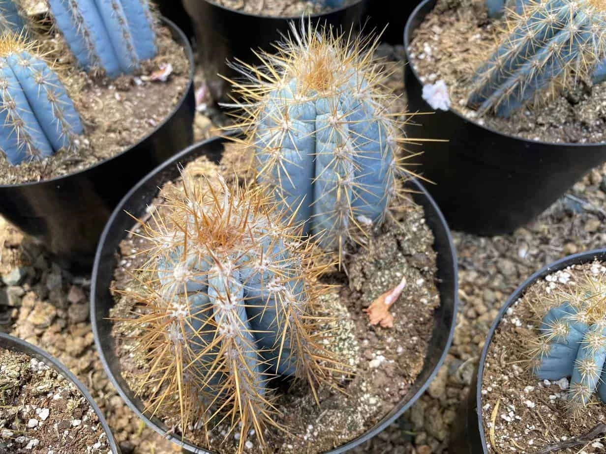 Mature Cactus Plant Blue Candle Cactus - Image 2