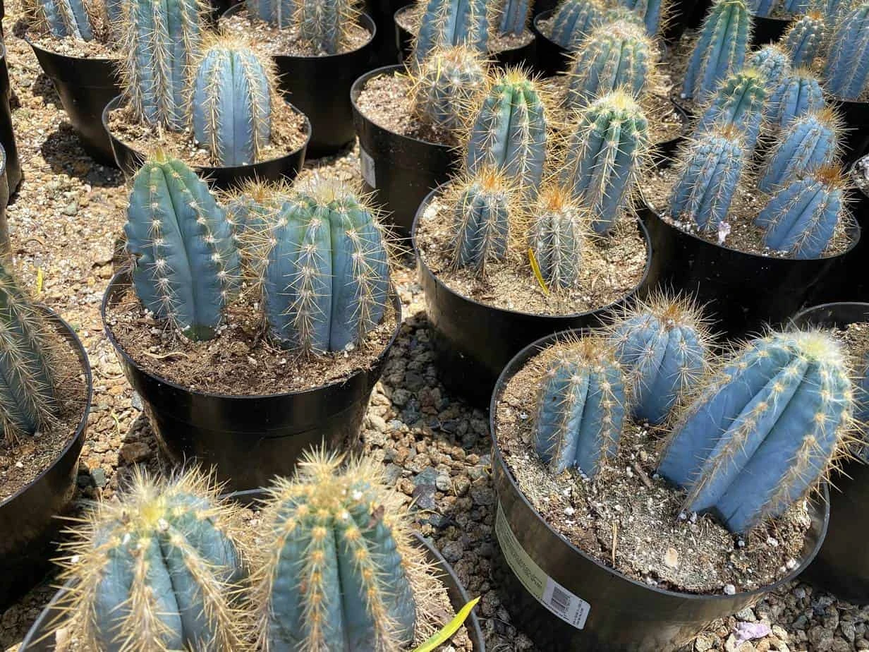 Mature Cactus Plant Blue Candle Cactus - Image 5