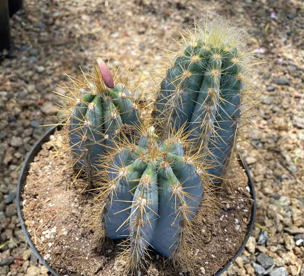 Mature Cactus Plant Blue Candle Cactus - Image 6