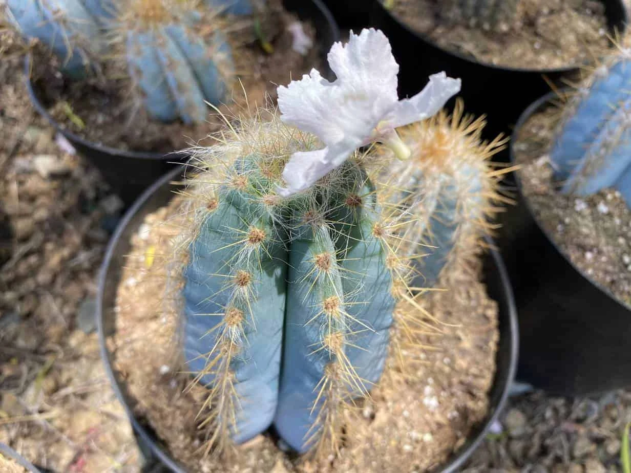 Mature Cactus Plant Blue Candle Cactus - Image 8