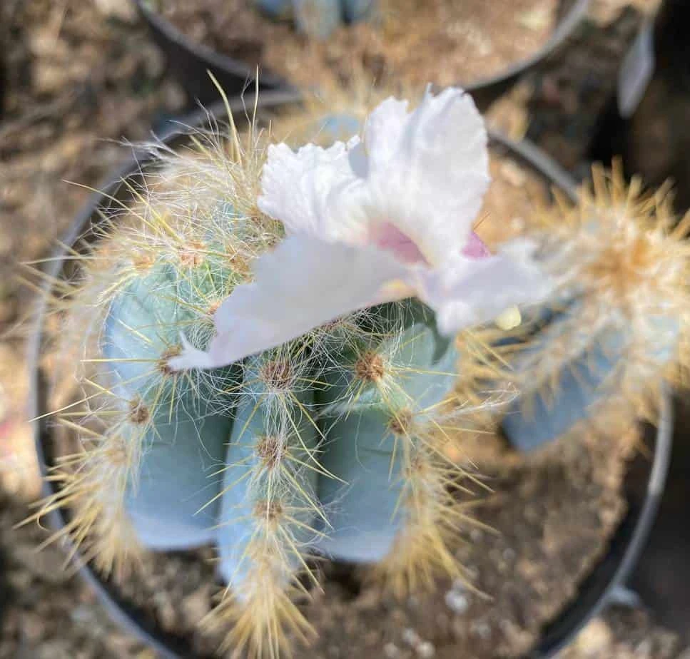 Mature Cactus Plant Blue Candle Cactus - Image 9