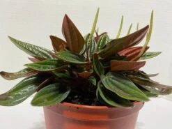 Medium Succulent Plant - Peperomia Argyreia Also Known As The Watermelon Begonia.