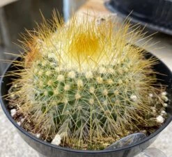 Cactus Plant - Medium Parodia Chrysacanthion. Beautiful Yellow, Globular Cactus.