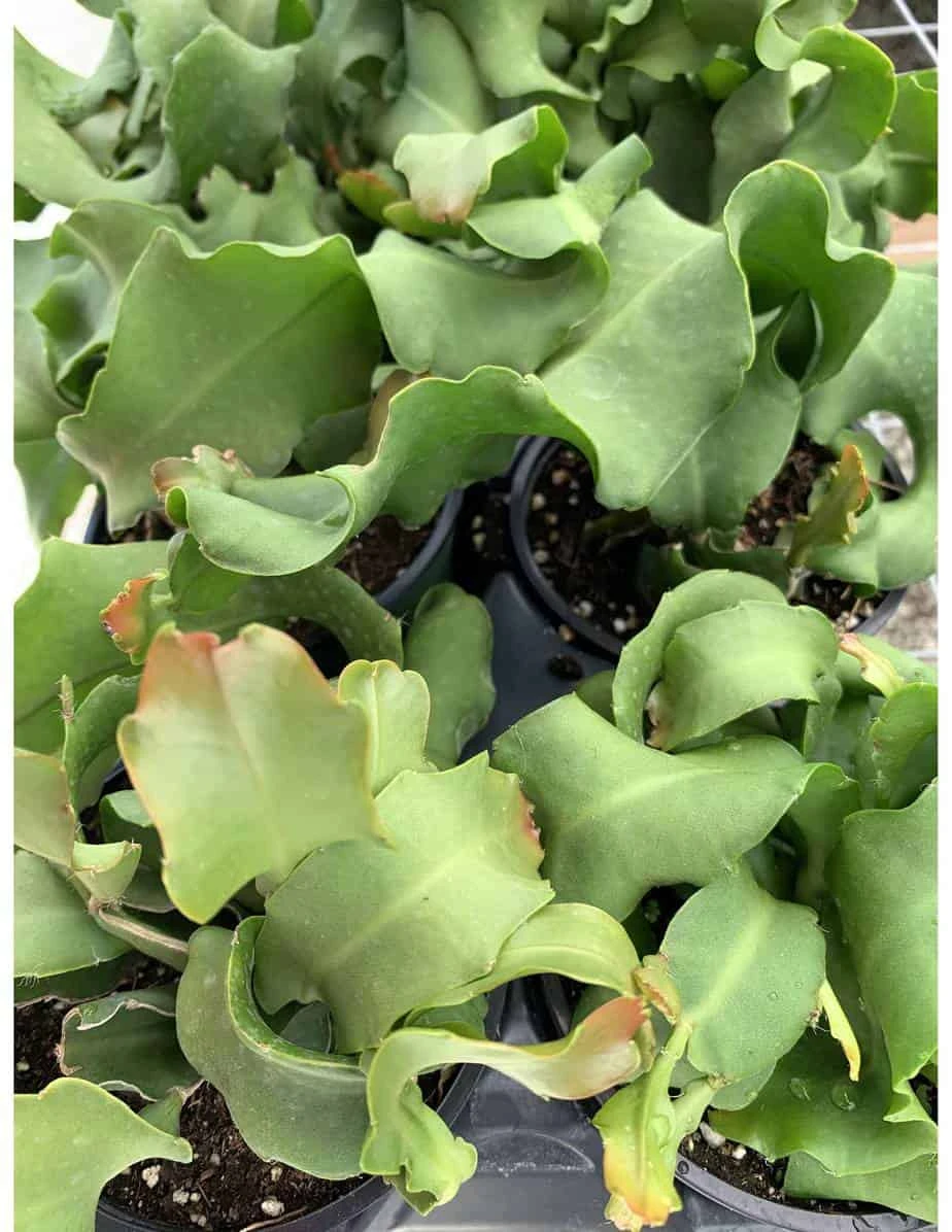 Curly Sue Big In 4 Inch Pot, Epiphyllium Guatemalensis Mostrouse, Curly Locks Orchid Cactus, Pink Flower Cactus, Grows Large - Image 6