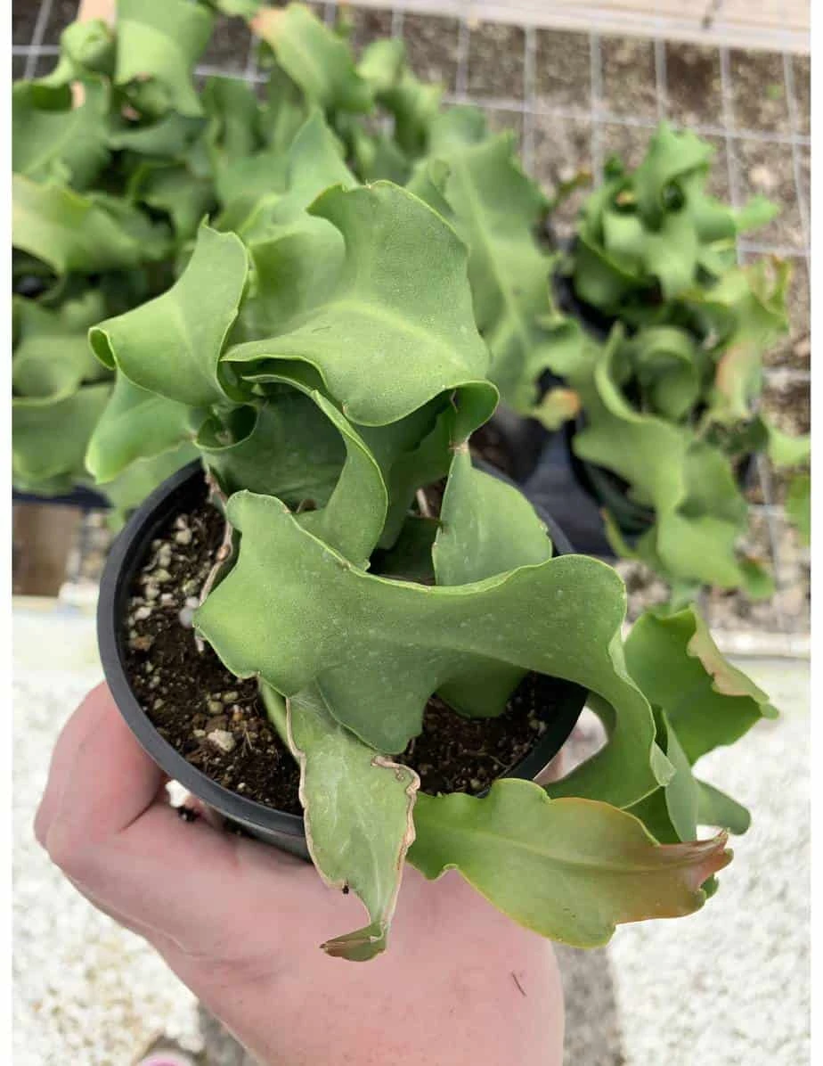 Curly Sue Big In 4 Inch Pot, Epiphyllium Guatemalensis Mostrouse, Curly Locks Orchid Cactus, Pink Flower Cactus, Grows Large - Image 7