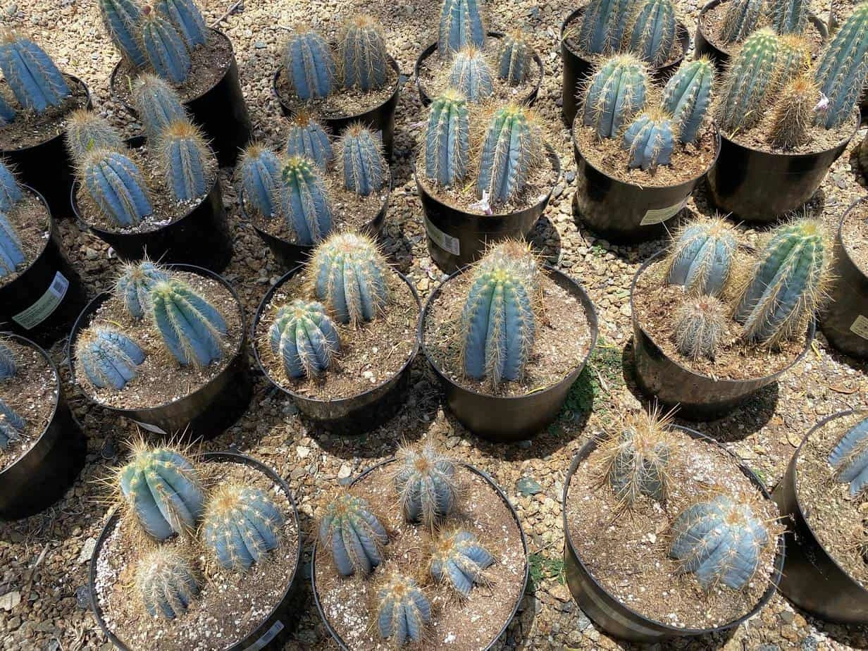 Mature Cactus Plant Blue Candle Cactus - Image 3