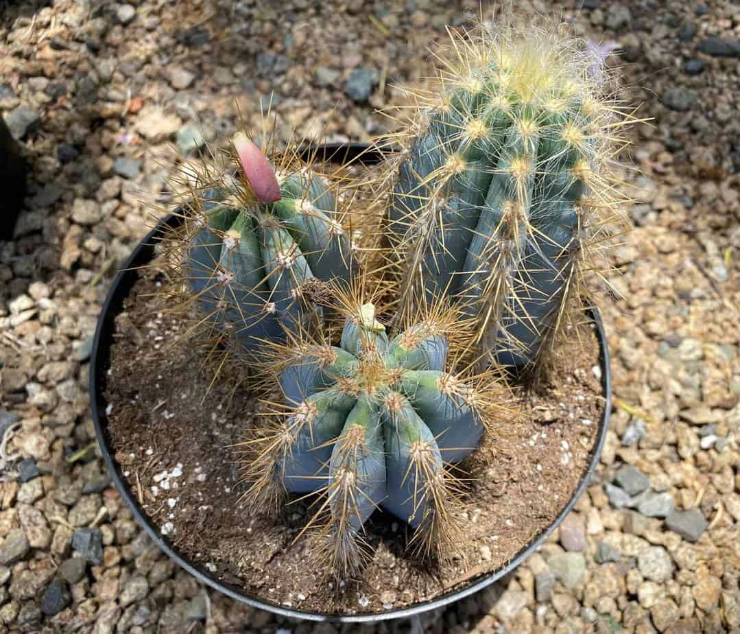 Mature Cactus Plant Blue Candle Cactus - Image 7