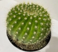 Medium Cactus Plant - Echinopsis Spachiana Cactus. A Lime Green, Barrel Cactus With An Interesting Spine Pattern.