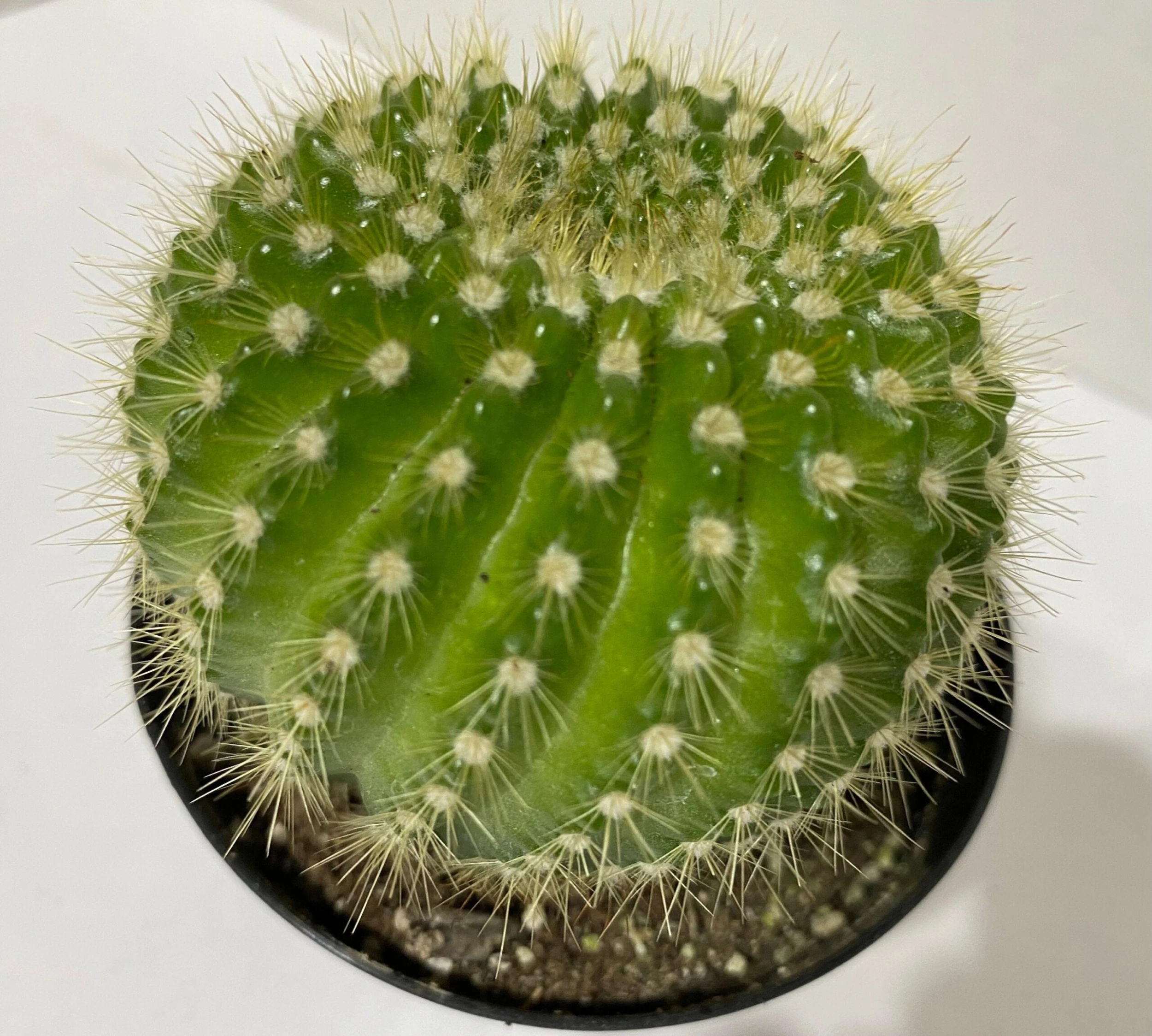 Medium Cactus Plant - Echinopsis Spachiana Cactus. A Lime Green, Barrel Cactus With An Interesting Spine Pattern.