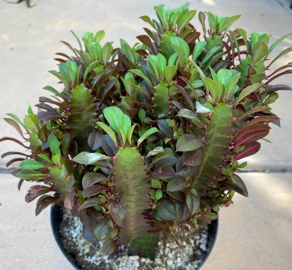 Mature Royal Red | Good Luck Plant - Image 10